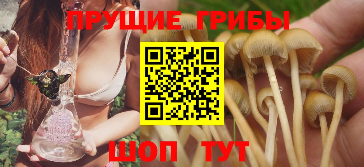 хочу   Вход с VPN  Альметьевск  Псилоцибиновые грибы Psilocybe 